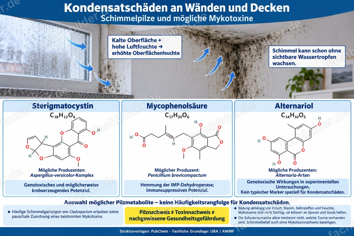 Kondensatschäden an Wänden und Decken: Schimmelpilze und Mykotoxine