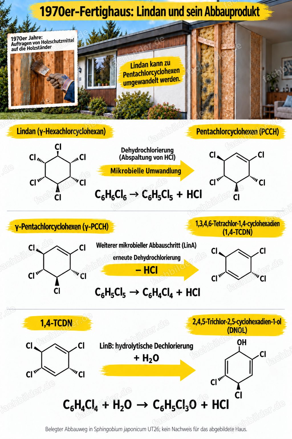 Lindan-Abbauweg in Sphingobium japonicum
