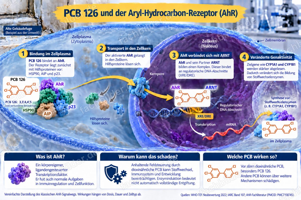PCB 126 und der Aryl-Hydrocarbon-Rezeptor