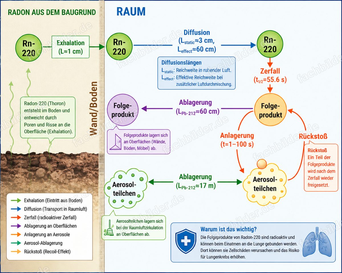 Thoron im Raum: Exhalation, Diffusion, Zerfall und Folgeprodukte