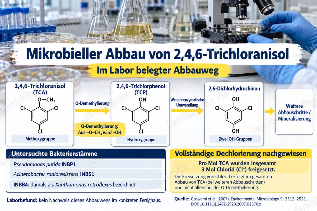 Mikrobieller Abbau von 2,4,6-Trichloranisol: untersuchte Bakterienstämme