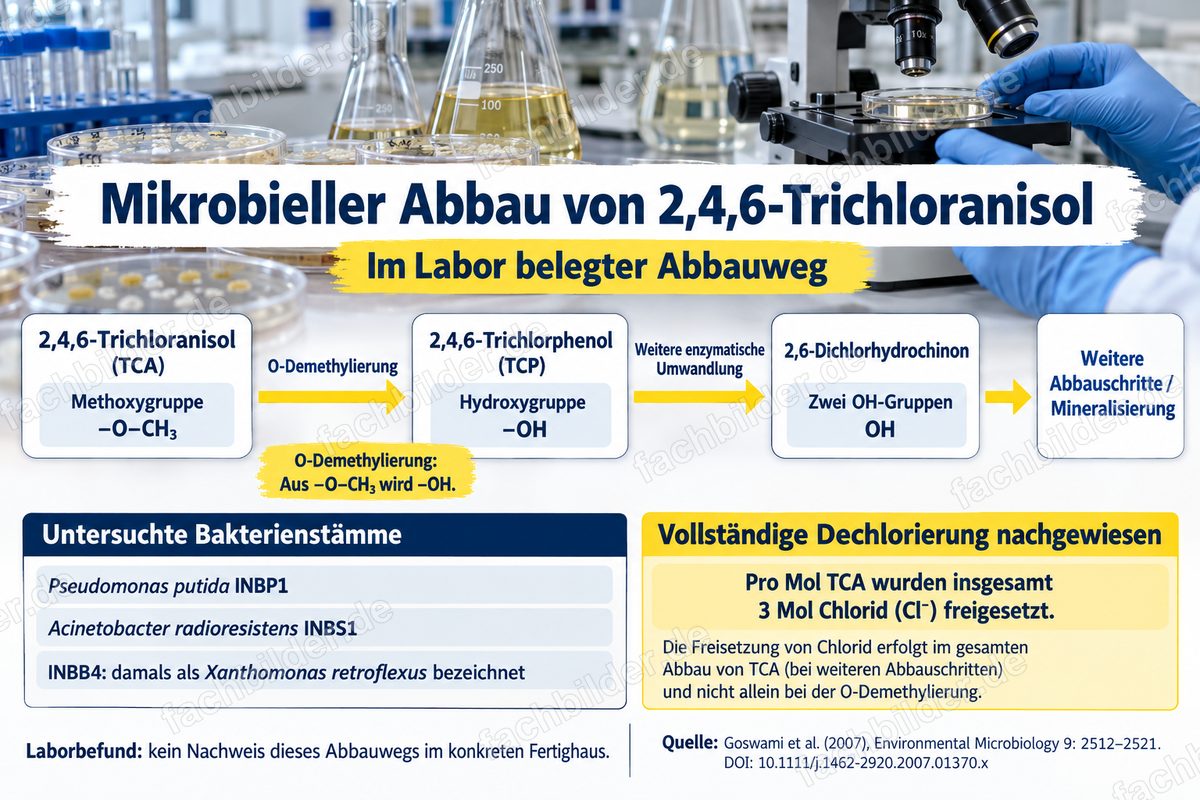 Mikrobieller Abbau von 2,4,6-Trichloranisol